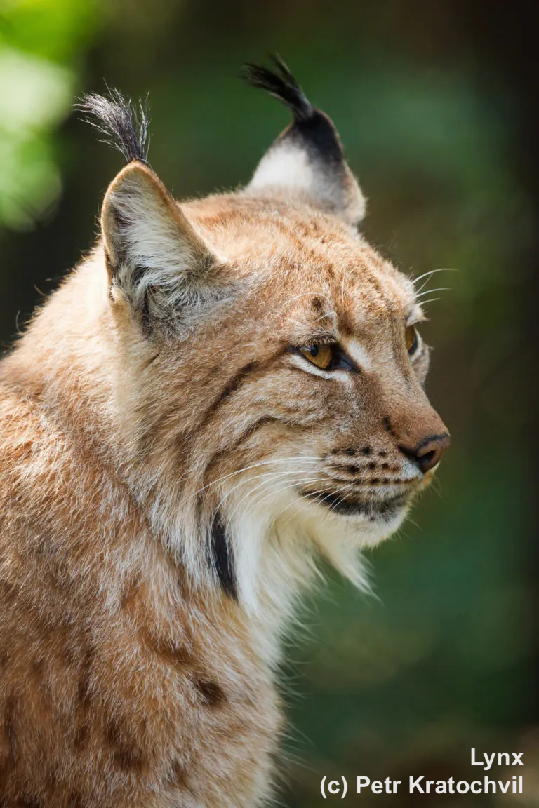 Eurasian lynx. Copyright Petr Katrochvil