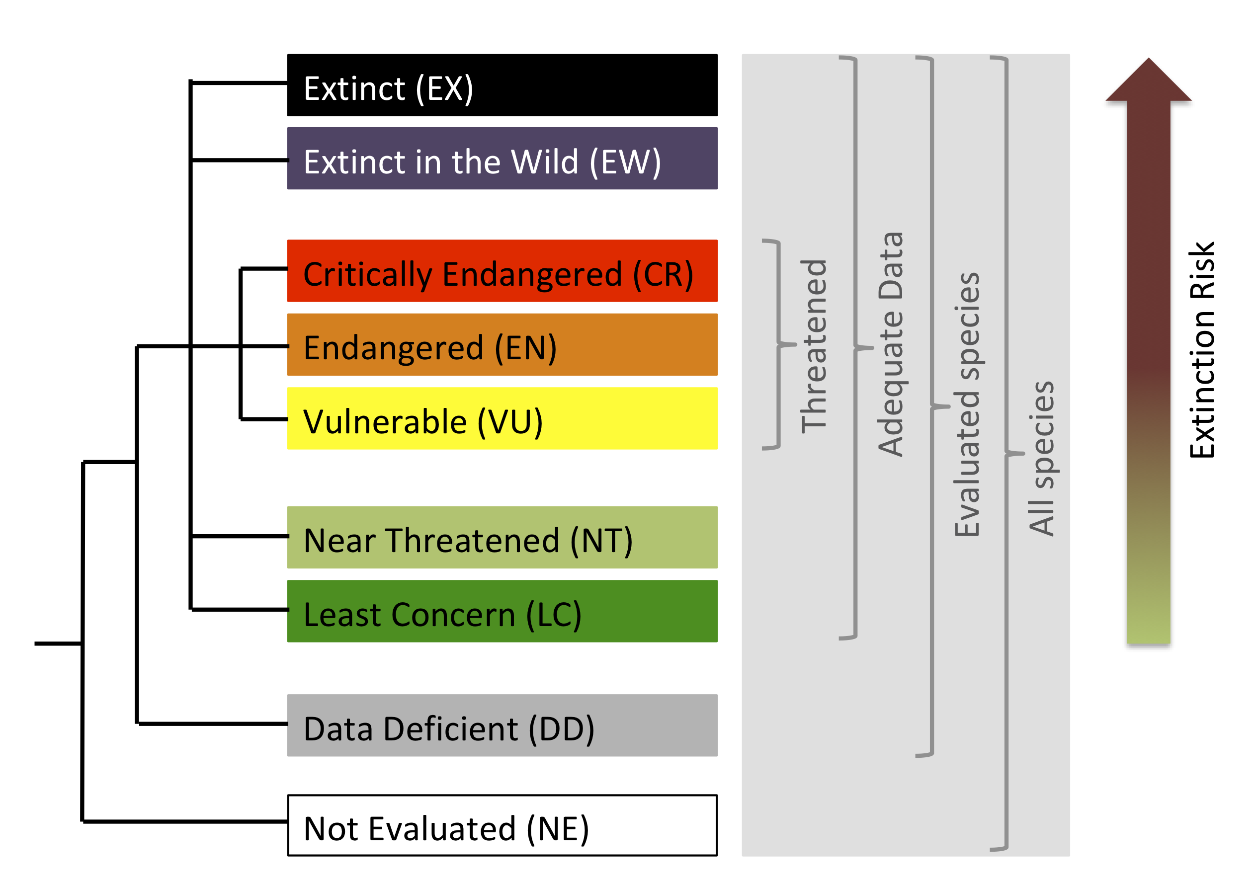 **Figure 1. The IUCN red list categories. Adapted from [@IUCN2012].**